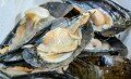 Brixham Fish Market Tours